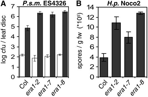 era1 confers enhanced susceptibility to virulent pathogens. A, Enhanced susceptibility to virulent P.s.m. ES4326 in era1. Bacterial growth was determined 0 (white bars) and 3 (dark bars) dpi. B, Several era1 alleles display enhanced susceptibility to virulent H.p. Noco2. Conidia were harvested and quantified 7 dpi. Bars represent the average of six (A) and four (B) biological replicates, error bars indicate sd. Experiments were repeated twice with similar results.