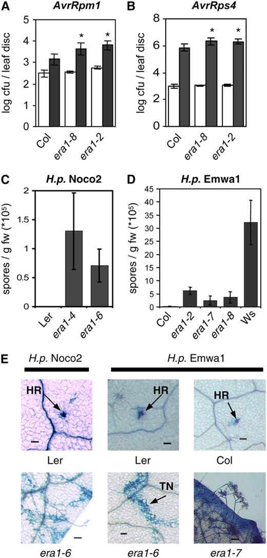 era1 affects R-protein-mediated resistance. A and B, Mutant era1 plants exhibit enhanced susceptibility to avirulent bacteria. Five-week-old plants were infected with P.s.t. DC3000 expressing AvrRpm1 (A) or AvrRps4 (B) at OD600=0.001 and bacterial growth quantified at 0 (white bars) and 3 dpi (dark bars). Susceptibility toward P.s.t. AvrRpm1 in the era1-8 mutant is significantly enhanced compared to Col wild type (P = 0.0149, t test). Other treatments show very significant differences compared to wild type (P < 0.0075, t test). C and D, Growth of H.p. isolates Noco2 and Emwa1 on era1 alleles in different ecotypes. H.p. Noco2 is avirulent on Ler ecotype (C), and H.p. Emwa is avirulent on Col (D). Wassilewskija (Ws) is included as a susceptible control. Conidiospores were harvested and quantified 7 dpi. Bars represent the average of six (A and B) or four (C and D) biological replicates, error bars indicate sd. Experiments were repeated at least twice with similar results. E, Visualization of oomycete growth by lactophenol trypan blue staining at 7 dpi. TN, Trailing necrosis. Bars in E represent 100 μm.