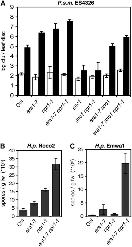era1 and npr1 act additively in defense responses. A, Enhanced susceptibility to virulent P. s. m. ES4326 in era1 is potentiated by npr1-1. Bacterial growth was determined 0 (white bars) and 3 (dark bars) dpi. B and C, era1 and npr1 have additive effects in susceptibility to virulent H.p. Noco2 (B) and avirulent H.p. Emwa1 (C). Conidia were harvested and quantified 7 dpi. Bars represent the average of six (A) and four (B and C) biological replicates, error bars indicate sd. Experiments were repeated twice with similar results.