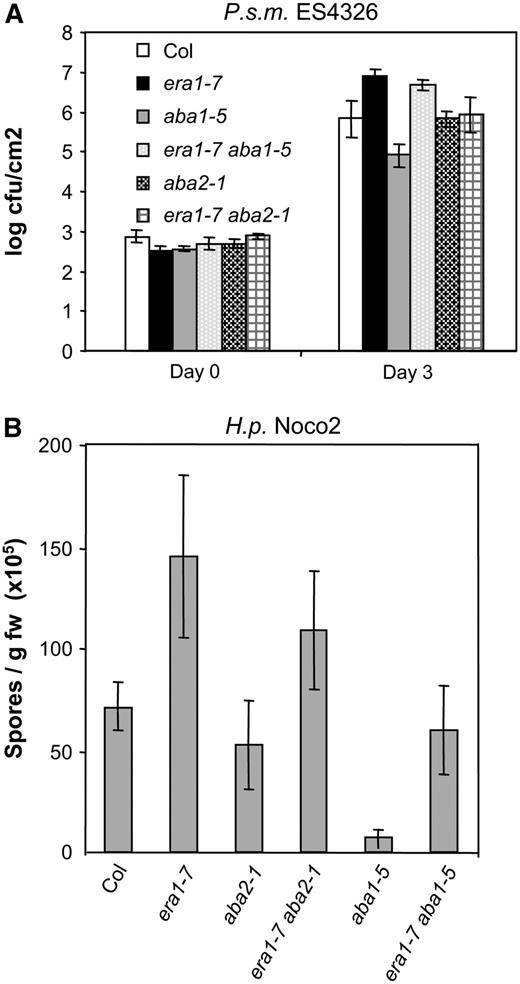 Enhanced susceptibility of era1-7 is only partially due to ABA. Plants were infected with virulent P.s.m. ES4326 (A) or virulent H.p. Noco2 (B) as described in Figure 4. Experiments were repeated at least twice with similar results. Bars represent the average of six biological replicates, error bars indicate sd.