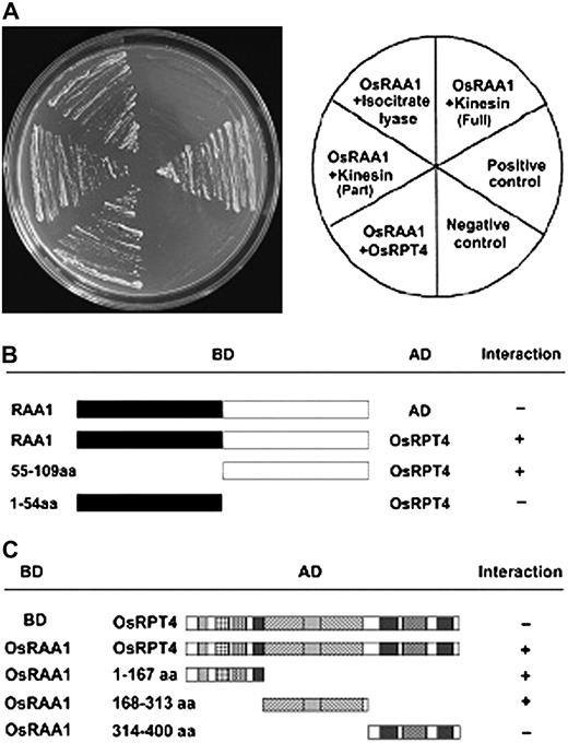 OsRAA1 interacts with RPT4 in yeast. A, Yeast two-hybrid assay demonstrating OsRAA1 interacting with OsRPT4, partial fragment of kinesin protein, and isocitrate lyase. B, Overview of the OsRAA1 domain interacting with OsRPT4 by two-hybrid assay, with AD used as a control. OsRPT4 strongly bound to the C terminus rather than the N terminus of OsRAA1. C, Derivatives of OsRPT4 interacting with OsRAA1, with BD as a control. OsRAA1 interacted with amino acids 1 to 167 of OsRPT4 at the N terminus, amino acids 168 to 313 containing motifs A and B, but not with amino acids 314 to 400 at the C terminus.