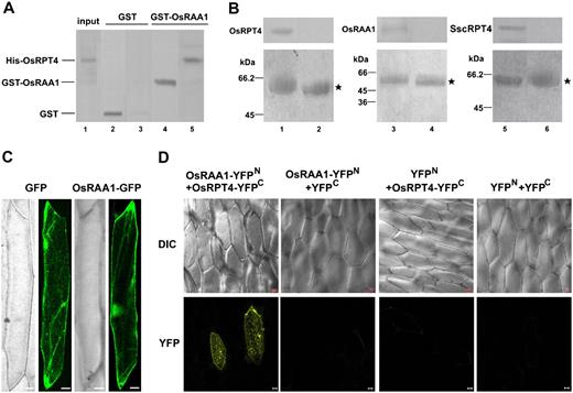 Interaction of OsRAA1 with OsRPT4. A, OsRAA1 interacts with OsRPT4. GST-OsRAA1 fusion protein and GST were expressed and purified from Escherichia coli, adsorbed onto GST-Sepharose 4B, and incubated with His-OsRPT4. After being washed, the protein-bound protein was fractionated by 12% SDS-PAGE and underwent western-blot analysis with antiserum of RAA1 (lane 4), GST antibodies (lane 2), or RPT4 antibodies (lanes 3 and 5). One-tenth of the total input of the E. coli total protein inducing His-RPT4 expression was loaded onto SDS-PAGE gels and detected by RPT4 antibodies (lane 1). B, Western-blot results of in vivo coimmunoprecipitation confirming the interaction between OsRAA1 and OsRPT4. Protein extracts from transgenic rice roots (left and middle) or transgenic yeast cells (right) were immunoprecipitated with 3 μL of anti-OsRAA1 (lanes 1, 3, and 5) or control preimmune serum (lanes 2, 4, and 6). The immunoprecipitated solution then underwent 12% T and 16.5% T, 3% C SDS-PAGE, then was incubated with anti-RPT4 (1:400; lanes 1, 2, 5, and 6) and anti-OsRAA1 (1:400; lanes 3 and 4; top images). The bottom images show Coomassie Brilliant Blue staining of loading controls. Molecular mass markers are indicated at left. Stars indicate immunoglobulin heavy chains. C, Localization of OsRAA1-GFP fusion protein in onion cells. D, BiFC view of OsRAA1 and OsRPT4 interaction in Chinese cabbage epidermal cells on transient expression assay. Corresponding differential interference contrast images are shown at top. Bars = 20 μm.