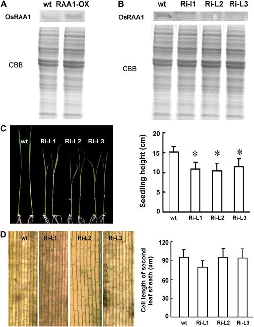 Expression of OsRAA1 and root morphological responses in transgenic lines. A, Identification of OsRAA1 expression in transgenic line (OsRAA1-OX) and wild-type (wt) plants by western-blot analysis. Coomassie Brilliant Blue (CBB) staining of a loading control is shown at bottom. B, Identification of OsRAA1 expression in RNAi lines (Ri-L) and wild-type (wt) plants by western-blot analysis. CBB staining of a loading control is shown at bottom. C, Phenotypes (left) and statistics (right) of RNAi transgenic seedling height aboveground. Significant differences between wild-type and RNAi lines were determined by two-sample t test (* P < 0.01). D, The unchanged cell length of RNAi transgenic rice lines (left), and the cell length with no significant differences (right).