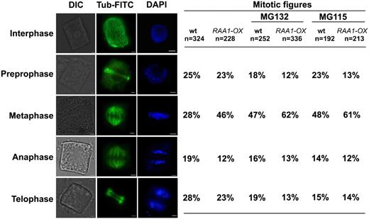 Effects of MG132 and MG115 on the mitotic index in immunofluorescence. Transgenic (OsRAA1-OX) and wild-type (wt) root tip cells were double stained with β-tubulin antibody, anti-mouse IgG fluorescein isothiocyanate (FITC) conjugate shown in green, and DAPI shown in blue in the presence of 100 μ m MG132 or MG115. Mitotic phase is indicated at left. DIC, Differential interference contrast. Bars = 2 μm.