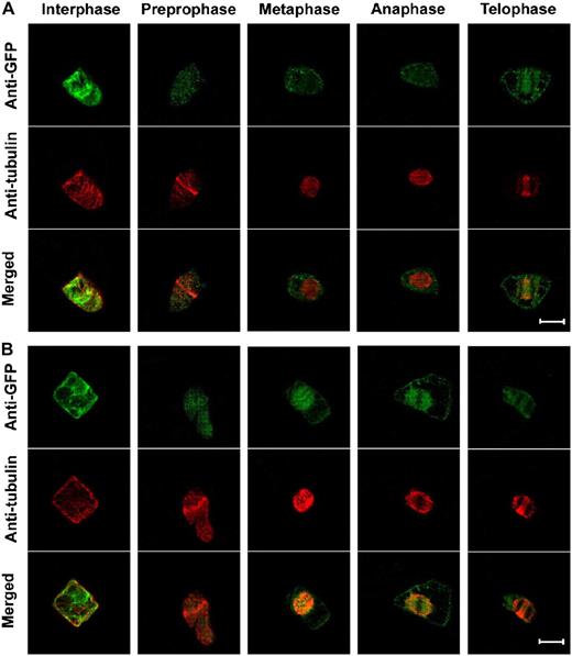 Localization of OsRAA1 during cell mitosis. Immunolocalization of OsRAA1 and tubulin in BY-2 cells stably expressing OsRAA1-GFP or GFP. Confocal images (GFP in green and β-tubulin in red) were collected from various cell phases of the cell cycle. A, Localization of GFP and tubulin as a control. Merged images are shown at bottom. B, Localization of OsRAA1-GFP and tubulin. Merged images are shown at bottom. Bars = 20 μm.