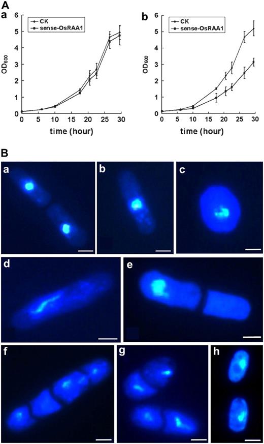 Phenotypic characterization of overproduced OsRAA1 yeast strains. A, Overexpressed OsRAA1 suppresses the growth rate of the yeast cells. SPQ-01 yeast cells were grown overnight at 30°C, and 0.2 × 106 cells mL−1 were inoculated into 50 mL of Edinburgh minimal medium and grown in a medium containing thiamine (a) or not (b). Growth was monitored by optical density at 600 nm (OD600). B, Chromosome segregation defects in yeast cells. Transgenic cells were grown with vigorous agitation at 30°C to log phase in the presence of thiamine. After being washed, cells were put in liquid culture with no thiamine for 24 h. A vector-transformed cell that just completed separation (a) and one in interphase (b) are shown as controls. c to g show aberrant transgenic cells, and their percentage location is 5%, 52%, 4%, 3%, and 7%, respectively. For every panel, more than 500 cells were examined. The transgenic line with mutant OsRAA1 showed a normal shape (h). Bars = 10 μm.