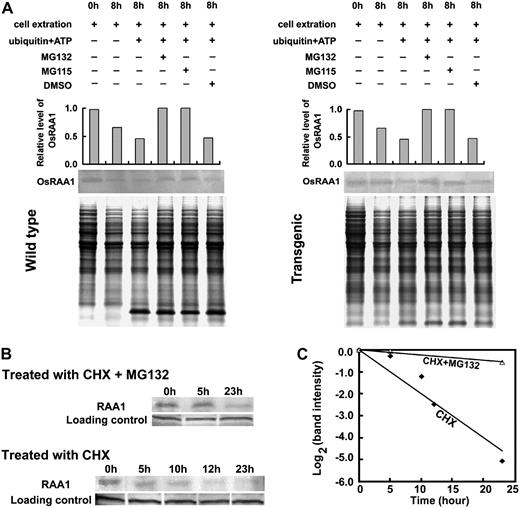 Effects of the inhibitors on OsRAA1 degradation mediated by the 26S proteasome, and half-life of OsRAA1. The mixture was separated on 16.5% T, 3% C SDS-PAGE and underwent western-blot analysis with antiserum of OsRAA1. A, Effect of the inhibitor on OsRAA1 degradation was monitored with the antibody. OsRAA1 of wild-type and transgenic rice and detected with the addition of 10 μg of ubiquitin in the presence of 100 μ m MG132 or MG115 with 25°C incubation for 8 h. The columns show relative levels of OsRAA1 detected by the antibody. DMSO was used as a control. Coomassie Brilliant Blue staining of a loading control is shown at bottom. B, OsRAA1 half-life in rice seedlings. Protein synthesis was inhibited by treatment with CHX (100 μ m) for the indicated times. At the same time, seedlings were treated with MG132 (100 μ m). The OsRAA1 was monitored at the indicated times. Data represent results from more than three experiments. C, Quantitation of the OsRAA1 destabilization shown in B.