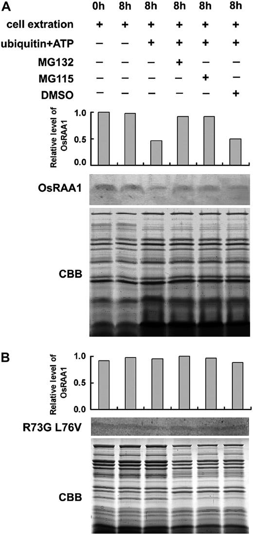 Effects of mutation in the D-box motif of OsRAA1 on its degradation by the 26S proteasome. The yeast protein extracts were separated on 16.5% T, 3% C SDS-PAGE and underwent western-blot analysis with the antibody to OsRAA1. OsRAA1 (A) and D-box mutant OsRAA1 R73G L76V (B) were detected with the addition of 10 μg of ubiquitin in the presence of 100 μ m MG132 or MG115 with 25°C incubation for 8 h. The columns show relative levels of OsRAA1 detected by the antibody. DMSO was used as a control for the inhibitor treatment. Coomassie Brilliant Blue (CBB) staining of a loading control is shown at bottom.