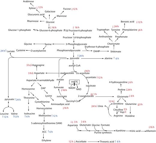 Cartoon of metabolite changes in biochemical pathways after rotenone treatment. The data from Figure 6 were layered onto a metabolic pathway cartoon and annotated by the timing of the first significant change in metabolite abundance after rotenone treatment.