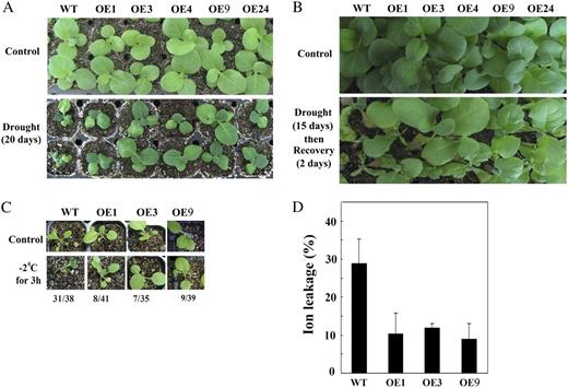 Expression of JERF3 enhances tolerance to drought and freezing in tobacco. A and B, JERF3 enhances the adaptation of tobacco to drought during 3- and 6-week-old seedlings, respectively. About 30 seedlings in triplicate were used for each line. C, Seedlings exposed to freezing (−2°C for 3 h). D, Ion leakage under −2°C for 3 h. Four-week-old seedlings were used for this assay. About 30 seedlings were used for each line. Results are the average of three replicates. Error bars indicate ±sd.