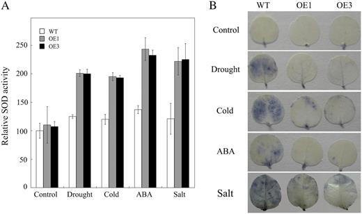 Expression of JERF3 in tobacco enhances the activity of SOD and decreases the accumulation of ROS. A, Expression of JERF3 in tobacco enhances the activities of SOD. The SOD activities were measured based on the ability of SOD to inhibit the reduction of NBT by superoxide. And the data are shown compared to the wild type of control (taken as 100) after calculation of the SOD activities each sample. Results are the average of three replicates. B, Expression of JERF3 in tobacco decreases the accumulation of ROS. The contents of O2 − in tobacco leaves were stained using NBT as substrate. Approximately 15 seedlings in triplicates were used for each line in this assay. Control indicates seedlings raised under normal conditions of growth, Drought indicates seedlings kept on tissue paper for 1 h, Cold represents seedlings exposed to 4°C for 2 d, and ABA and Salt indicate seedlings sprayed with ABA or NaCl, respectively.