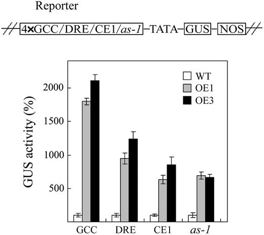 Expression of JERF3 in tobacco activates the expression of the GUS gene controlled by GCC box, DRE, CE1, or as-1. The top section displays a schematic diagram of the reporter constructs used in Agrobacterium-mediated transient expression assay. Four-times cis-elements (GCC box, DRE, CE1, or as-1) are fused upstream of 35S minimal promoter in pBI121 as reporter. The bottom section shows relative GUS activity in leaves of wild-type and OE seedlings 48 h after Agrobacterium infiltration. The data for GUS activity in OE seedling leaves are relative to that in wild type (standardized to 100, inferred to the GUS activity driven by 35S minimal promoter in pBI121). GCC, DRE, CE1, and as-1 indicate that 4× cis-elements of GCC box, DRE, CE1, and as-1 are inserted upstream of the 35S minimal promoter in pBI121 as positive reporters, respectively. Error bars indicate ±sd.