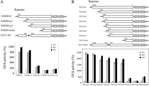 Expression of JERF3 in tobacco interacts with the promoters of NtSOD and NtCA in transient GUS assay. A and B, The top section displays a schematic diagram of the reporter constructs used in Agrobacterium-mediated transient expression assay. The promoter of NtSOD-f, NtSOD-p1, NtSOD-p2, NtSOD-mini, or removal of GCC box (GCC-del) is fused upstream of GUS gene in pCAMBIA1303. The promoter of NtCA-p1, NtCA-p2, NtCA-p3, NtCA-p4, NtCA-p5, NtCA-p6, NtCA-p7, NtCA-mini, or removal of 39-bp fragment (NtCA-39 del) is fused upstream of GUS gene in pCAMBIA1303. The chart shows relative GUS activity in leaves of wild-type and OE seedlings 48 h after Agrobacterium infiltration. The data for GUS activity in OE seedling leaves are relative to that in wild type (standardized to 100).