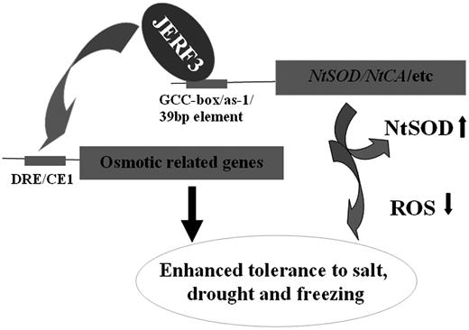 Transcriptional regulatory module of JERF3 in ROS-mediated stress responses.