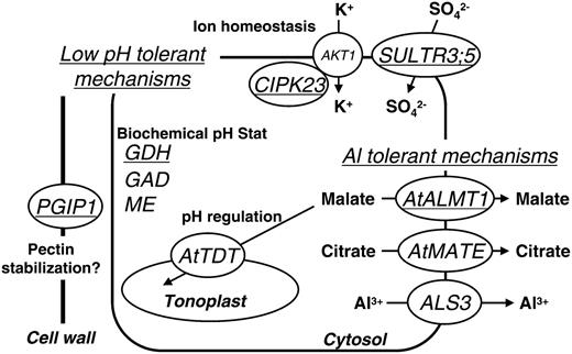 Schematic representation of regulating genes by STOP1 in relation to low pH and Al tolerance. Major genes identified as down-regulated in the stop1 mutant are shown with possible functions in low pH and Al stress tolerance. Except for AKT1, other genes were down-regulated in the stop1 mutant. AtMATE was reported by Liu et al. (2009). Underlined genes were greatly down-regulated in the stop1 mutant with both low-pH and Al treatments (Table I).