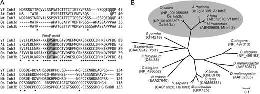 Sequence alignment of plant Inh3. A, Alignment of the deduced amino acid sequences of plant Inh3 from V. faba (VfInh3), Arabidopsis (AtInh3), M. truncatula (MtInh3), and O. sativa (OsInh3a and OsInh3b). Asterisks show identical amino acids. Dashes indicate gaps to allow for optimal alignment of sequences. The sequences were aligned using the ClustalW program (Thompson et al., 1994). Regions corresponding to the RVxF motif are highlighted with a gray background. B, Phylogenetic analysis of Inh3 proteins in plants (V. faba, Arabidopsis, M. truncatula, and O. sativa), protozoa (Plasmodium falciparum), fungi (Saccharomyces cerevisiae, Schizosaccharomyces pombe, and Neurospora crassa), insects (Drosophila melanogaster), nematode (Caenorhabditis elegans), vertebrates (Danio rerio and Xenopus laevis), and mammals (Mus musculus and H. sapiens). The names and accession numbers for individual proteins are shown. Multiple alignments and bootstrap values with 1,000 replicates for this tree are shown in Supplemental Figures S1 and S2, respectively. The bar represents substitutions per site.