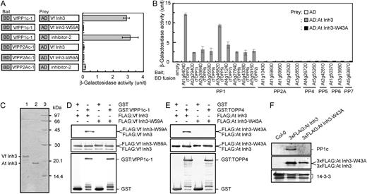 Binding of Vicia and Arabidopsis Inh3 to PP1c in vitro and in vivo. A, Interaction of VfInh3 with VfPP1c-1 as determined by a yeast two-hybrid system. β-Galactosidase activity was measured in a liquid culture using ONPG as a substrate. Gene constructs for each measurement are indicated on the left. One unit of β-galactosidase activity was defined as the amount that hydrolyzed 1 μmol of ONPG to o-nitrophenol and d-Gal per min per cell at 28°C. Each value represents the means of three independent experiments ± se. BD, GAL4 DNA-binding domain; AD, GAL4 activation domain. B, Specific interaction of AtInh3 with Arabidopsis PP1cs. β-Galactosidase activity was measured as described in A. Members of the Arabidopsis PPP family of protein phosphatase catalytic subunits that includes PP1 (At1g64040, TOPP3; At2g29400, TOPP1; At2g39840, TOPP4; At3g05580, TOPP9; At3g46820, TOPP5; At4g11240, TOPP7; At5g27840, TOPP8; At5g43380, TOPP6; and At5g59160, TOPP2), PP2A (At1g10430, At1g59830, At1g69960, At2g42500, and At3g58500), PP4 (At4g26720 and At5g55260), PP5 (At2g42810), PP6 (At1g50370 and At3g19980), and PP7 (At5g63870) were used as bait. Yeast expressing a bait protein was transformed with AD alone (white bars), AD:AtInh3 (gray bars), or AD:AtInh3-W43A (black bars). Each value represents the means of three independent experiments ± se. C, Coomassie Brilliant Blue staining of recombinant VfInh3 and AtInh3 proteins. Inh3 was expressed in E. coli and purified as described in “Materials and Methods.” The purified proteins (2 μg) were subjected to SDS-PAGE on a 15% acrylamide gel and stained with Coomassie Brilliant Blue. Lane 1, VfInh3; lane 2, AtInh3; lane 3, protein standards. The numbers on the right indicate the molecular masses (kD). D and E, In vitro pull-down assays of Inh3 and PP1c in Vicia (D) and Arabidopsis (E). Recombinant GST or GST:PP1c (GST-VfPP1c-1 and GST-TOPP4; 1 μg protein) was preincubated with glutathione Sepharose beads, and then bacterial crude extracts (20 μg protein) expressing FLAG:Inh3 (FLAG:VfInh3 and FLAG:AtInh3) or FLAG:Inh3 with a single amino acid substitution (FLAG:VfInh3-W59A and FLAG:AtInh3-W43A) were added to the remaining beads. Coprecipitated proteins were immunodetected with antibodies to FLAG (top panel) and to GST (bottom panel). Proteins from bacterial crude extracts were also detected as internal controls (middle panel). F, Coimmunoprecipitation assays of AtInh3 and PP1c in vivo. Total proteins (1 mg) from wild-type (Col-0), 3xFLAG:AtINH3, and 3xFLAG:AtINH3-W43A transgenic plants were used for in vivo coimmunoprecipitation with antibodies against FLAG. Immunoprecipitated proteins were probed with antibodies for PP1c (top panel) and for FLAG (middle panel). The 14-3-3 proteins (40 μg protein) were used as loading controls (bottom panel).