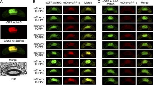 Subcellular localization of plant Inh3. A, Gene constructs encoding sGFP:AtINH3 and CRY2-ΔN:DsRed were cotransformed into Vicia guard cells by particle bombardment, and fluorescent images were obtained by confocal laser-scanning microscopy. The individual fluorescent image, merged image, and corresponding differential interference contrast (DIC) image are presented. Bar = 10 μm. B and C, sGFP:AtINH3 (B) or sGFP:AtINH3-W43A (C) were cotransformed with the mCherry fusion Arabidopsis PP1c (mCherry:TOPP) in Vicia guard cells.
