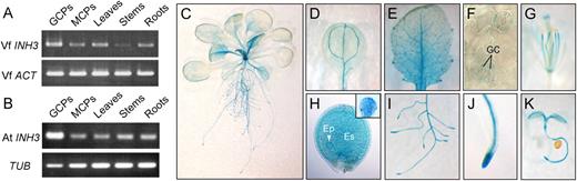 Expression of plant INH3 in various tissues. A and B, Expression of VfINH3 (A) or AtINH3 (B) mRNA determined by RT-PCR in guard cell protoplasts (GCPs), mesophyll cell protoplasts (MCPs), leaves, stems, and roots from 5-week-old V. faba and Arabidopsis. Vicia ACT and Arabidopsis TUB were used as standards for A and B, respectively. C to K, Expression of AtINH3Pro:GUS in Arabidopsis transgenic plants. Results are shown for a 3-week-old whole seedling (C), cotyledon leaf (D), young leaf (E), abaxial epidermis (F), 6-week-old flower (G), developing seed (H), root tissue (I), root tip (J), and 3-d-old seedling (K). Inset in H represents the globular stage embryo removed from the developing seed. GC, guard cells; Ep, embryo proper; Es, endosperm.