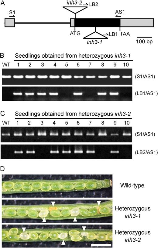 Functional characterization of the AtINH3 disruption mutants. A, Positions of T-DNA insertions in Arabidopsis inh3 mutants. Boxes indicate exons, with black representing the coding sequence and gray the untranslated region. Lines represent introns. Triangles indicate the T-DNA insertion sites of inh3-1 and inh3-2. Arrows represent the gene-specific primers (S1 and AS1) and the T-DNA border primers (LB1 and LB2) used for PCR-based screens. B and C, PCR-based screens of the genotypes in seedlings from heterozygous inh3-1 (B) and inh3-2 (C). PCR was conducted with genomic DNA using a pair of gene-specific primers (top panel) or by the combination of the T-DNA left border primer and the gene-specific primer (bottom panel). The first lane represents the results for the wild-type (WT) control. D, Morphology of seeds from self-pollinated wild-type, heterozygous inh3-1, and heterozygous inh3-2 plants. The aborted seeds are marked with arrowheads. Bar = 1 mm.