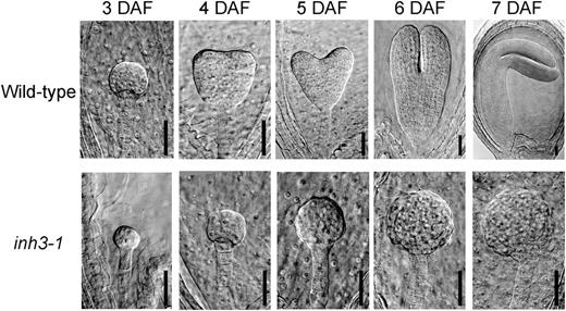 Embryos of wild-type and inh3-1 defective mutants in various developmental stages of seeds. Each seed was obtained from immature siliques at 3 to 7 DAF. Cleared seeds were inspected by a microscope equipped with differential interference contrast optics. Bars = 30 μm.