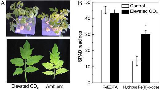 Effects of elevated CO2 treatment on chlorophyll synthesis. A, Tomatoes grown in hydrous Fe(III)-oxide medium. B, SPAD readings of tomatoes grown in FeEDTA or hydrous Fe(III)-oxide medium. Tomatoes were grown under ambient (350 μL L−1) or elevated (800 μL L−1) CO2. The image was taken on the seventh day of treatment, and the SPAD readings were recorded. Data are means ± sd (n = 8). *, Significant differences (P < 0.05) between ambient and elevated CO2 treatments.