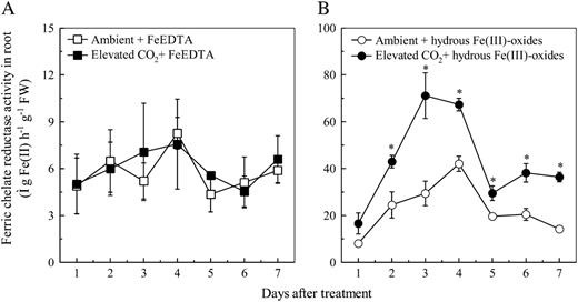 Effects of elevated CO2 treatment on FCR activity of roots from the plants grown in FeEDTA (A) or hydrous Fe(III)-oxide (B) medium. Treatments are the same as in Figure 1. Data are means ± sd (n = 4). *, Significant differences (P < 0.05) between ambient and elevated CO2 treatments at each time point. FW, Fresh weight.