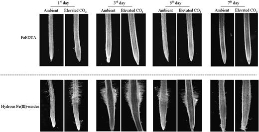 Effects of elevated CO2 treatment on subapical root hair development of the plant grown in FeEDTA (A) or hydrous Fe(III)-oxide (B) medium. Treatments are the same as in Figure 1.
