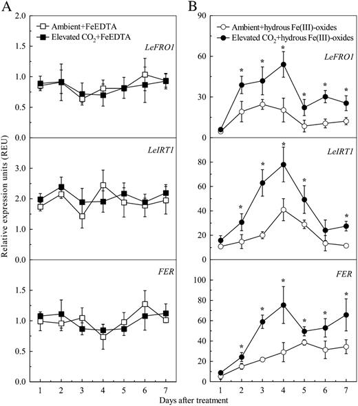 Effects of elevated CO2 treatment on expression levels of FER, LeFRO1, and LeIRT1 in tomato roots cultured with FeEDTA (A) or hydrous Fe(III)-oxide (B) medium. Relative expression levels were calculated and normalized with respect to α-tubulin mRNA. Treatments are the same as in Figure 1. Data are means ± sd (n = 5). *, Significant differences (P < 0.05) between ambient and elevated CO2 treatments at each time point.