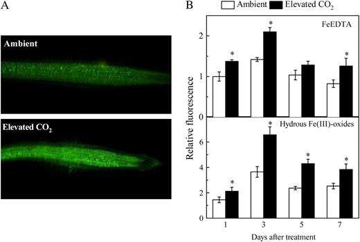 Effect of elevated CO2 treatment on NO production in roots. A, Photographs of NO production shown as green fluorescence in representative roots after 3 d of growth in hydrous Fe(III)-oxide medium. B, Time course of NO production expressed as relative fluorescence. Treatments are the same as in Figure 1. NO production was visualized with DAF-FM DA dye. Photographs were analyzed with Photoshop software (Adobe Systems) and fluorescence intensity was estimated by measuring the average pixel intensity. Data are means ± sd (n = 20). *, Significant differences (P < 0.05) between ambient and elevated CO2 treatments at each time point.
