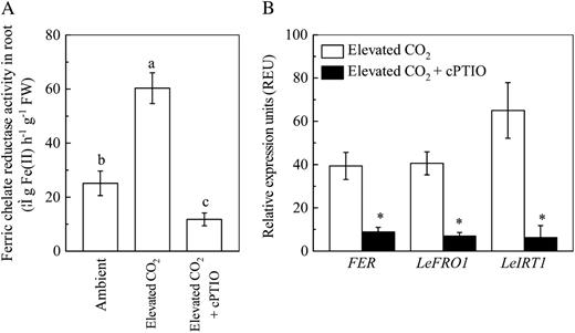Role of NO in regulating the stimulative effect of elevated CO2 treatment on plant Fe uptake. A, Effects of cPTIO treatment on root FCR activity. FW, Fresh weight. B, Effects of cPTIO treatment on expression levels of LeFRO1, LeIRT1, and FER in tomato roots. After 2 d of growth under elevated CO2, plants were subjected to 200 μm cPTIO treatment for 24 h, and then the FCR activity and expression of genes were analyzed. Relative expression levels were calculated and normalized with respect to α-tubulin mRNA. Data are means ± sd (n = 5). Different letters or asterisks indicate significant differences (P < 0.05) among the treatments.