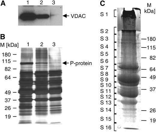 Purity analysis and 1-D gel separation of peroxisomal proteins. A and B, Leaf peroxisomal proteins (5 μg each lane) were separated on acrylamide minigels. Anti-VDAC immunoblotting (A) and silver staining (B) served to determine the relative contents of mitochondrial VDAC and the P-protein, respectively, while verifying the total amount of loaded proteins in parallel (B). According to the relative content of mitochondrial proteins, leaf peroxisome isolates were classified as of low (lane 1), moderate (lane 2), and high (lane 3) purity. All lanes in each panel are from the same gel. C, Leaf peroxisomal proteins (500 μg) of highest organelle purity were separated on a 10% SDS-PAGE minigel. After brief staining, the gel was cut into 16 slices and proteins were in-gel digested with trypsin and analyzed by LC-MS/MS. The line in S2 separates the stacking and resolving gels.
