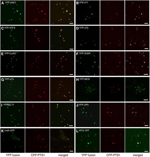 Peroxisomal localization of 12 proteins containing predicted PTSs. Confocal microscopic images were taken from leaf epidermal cells of 4-week-old tobacco plants in which YFP fusions and the CFP-PTS1 peroxisomal marker were coexpressed. Bars = 10 μm.