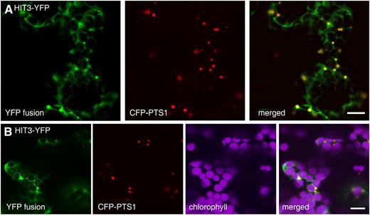 Dual localization of the HIT3 protein, which has an N-terminal PTS2-related sequence. Confocal images taken from leaf epidermal cells of 4-week-old tobacco plants coexpressing the indicated YFP fusion and the CFP-PTS1 peroxisomal marker are shown. Bars = 10 μm.