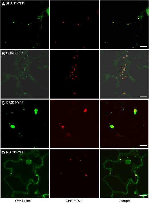 Peroxisomal localization of four novel proteins without predicted PTSs. Shown are confocal images taken from leaf epidermal cells of 4-week-old tobacco plants coexpressing the indicated YFP fusion proteins and CFP-PTS1. Bars = 10 μm.