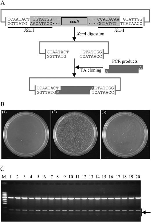 Construction of the ZeBaTA system. A, Schematic representation of direct cloning of PCR product using the ZeBaTA vector system. The linker of the vector (in gray) is removed after XcmI digestion yielding a linearized T-vector. B, TA cloning tests of the ZeBaTA system. (1) Self-ligation of XcmI-digested pGXT using T4 DNA ligase from Promega. (2) Ligation of XcmI-digested pGXT with the PCR product of the rice blast fungus M. oryzae gene MGG_07986.5 using T4 DNA ligase from Promega. (3) Ligation of XcmI-digested pGXT with the PCR product of MGG_07986.5 using T4 DNA ligase from USB Corporation. C, Samples of restriction digestion analysis of the randomly selected colonies derived from ligation of XcmI-digested pGXT with the PCR product of MGG_07986.5 using T4 DNA ligase from Promega. pGXT contains two BamHI recognition sites outside the two XcmI recognition sites (Supplemental Fig. S1), and MGG_07986.5 contains one internal BamHI site. All samples (lanes 1–20) digested by BamHI released two bands as expected. M, 1-kb DNA ladder.