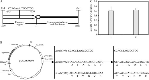 Site-specific mutagenesis of the maize ubiqutin-1 promoter (A) and the backbone of the binary vector pCAMBIA1300 (B) in which three XcmI recognition sites were deleted. The nucleotides represented in lowercase italic letters are the positions where deletions or mutations were made. Kan, Kanamycin resistance gene; LB, T-DNA left border; RB, T-DNA right border. C, Comparison of the levels of GUS expression mediated by the original and modified maize ubiquitin-1 promoter in transiently transfected rice protoplasts. GUS activities are represented as a ratio of relative GUS/LUC. The experiment was repeated three times with similar results. 1, Protoplast sample transfected with pUbiGUS; 2, protoplast sample transfected with pXUN-GUS.