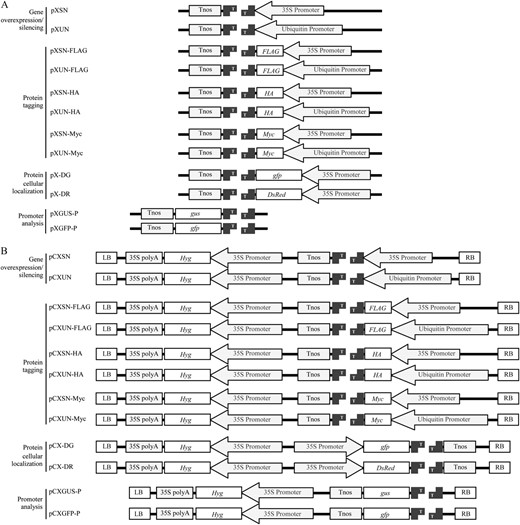 ZeBaTA-based expression vectors for gene overexpression/silencing, protein tagging, protein subcellular localization, and promoter analysis in plants. A, Schematic structures of the transient expression vectors generated by XcmI digestion. B, Schematic structures of the Agrobacterium-mediated stable transformation vectors generated by XcmI digestion. LB, T-DNA left border; RB, T-DNA right border.