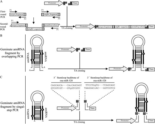 Schematic illustration of the construction of hpRNAi or amiRNA constructs by single-step cloning. A, Generation of hpRNAi constructs by overlapping PCR approach. The target gene fragment and the stuffer sequence fragment are amplified in the first-round PCR. Primers P2, P3, and P4 introduce complementary adapters (indicated by vertically lined boxes) to the amplified fragments. The two amplified fragments are fused together as an inverted-repeat cassette in the second-round PCR by using single P1 primer. The resulting fragment is then directly cloned into the plant expression T-vector. B, Generation of amiRNA constructs by overlapping PCR approach. C, Generation of amiRNA constructs for rice genes by single-step PCR. The expression vectors pXUN-osaMIR528 and pCXUN-osaMIR528 were preassembled with 5′ and 3′ stemloop backbone sequences of a rice miRNA precursor Osa-MIR-528 (Warthmann et al., 2008). Thus, making amiRNA constructs for rice target genes only requires an amiRNA-amiRNA* fragment generated from single-step PCR. The nucleotides represented in lowercase letters are the positions where mutations were made to introduce two XcmI recognition sites.