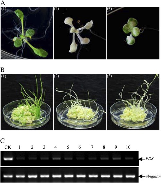 Silencing of the PDS gene in Arabidopsis and rice by the ZeBaTA-based hpRNAi or amiRNA approaches. A, Arabidopsis plants transformed with the hpRNAi construct pCXSN-atPDS-RNAi showing the PDS silencing albino phenotype. (1) Control plant; (2 and 3) two examples of transgenic Arabidopsis plants. B, Rice plants transformed with the amiRNA vectors showing the albino phenotype. (1) Control plant; (2) example of pCXUN-amiPDS-transformed plants; and (3) example of pCXUN528-PDS-transformed plants. C, RT-PCR analysis of PDS suppression transgenic rice plants. Five independent primary plants (1, 2, 3, 4, and 5) transformed with pCXUN-amiPDS and five independent primary plants (6, 7, 8, 9, and 10) transformed with pCXUN528-PDS were selected for the analysis. CK, Wild-type Nipponbare plant used as the control.