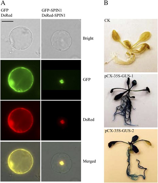 Protein subcellular localization and promoter activity analysis using the ZeBaTA vectors. A, Fluorescence microscopy of the coexpression of GFP and DsRed, or GFP-SPIN1 and DsRed-SPIN1 fusions in rice protoplasts. Scale bar = 20 μm. The RNA binding nuclear protein SPIN1 was used as a tester (Vega-Sánchez et al., 2008). B, GUS staining of Arabidopsis transformed with pCX-35S-GUS, where the 35S promoter was cloned into the vector pCXGUS-P to test the system. CK, Plant transformed with control vector pCAMBIA1300 (www.cambia.org); pCX-35S-GUS-1 and pCX-35S-GUS-2, two independent primary transgenic plants.