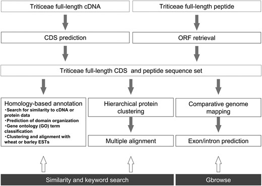 Schematic representation of the informatics workflow used to generate TriFLCDS entries and related annotations. The user can access the three types of TriFLDB content using sequence similarity and keyword searches or the genome browser Gbrowse to access data on homology mapping between TriFLCDSs and the rice and sorghum genomes (bottom).