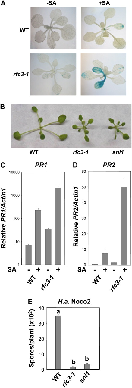 Characterization of the rfc3-1 mutant. A, GUS staining of wild-type (WT) Col and rfc3-1 plants, both with the pBGL2-GUS reporter gene. Two-week-old seedlings grown on MS with or without 10 μm SA were stained for GUS activity as described previously (Bowling et al., 1994). B, Morphology of wild-type, rfc3-1, and sni1 plants. All plants were grown on soil and photographed when they were 4 weeks old. C and D, Relative PR1 (C) and PR2 (D) expression in wild-type and rfc3-1 plants. Two-week-old seedlings grown on MS with or without 50 μm SA were collected for RNA extraction and reverse transcribed to obtain total cDNA. The cDNA samples were normalized by real-time PCR with Actin1 (multiplied by 1,000 for clarity). Shown are means of three replicates ± sd. The PR1 expression of rfc3-1 is significantly higher than that of the Col wild type, with or without SA treatment (P < 0.01, t test). The expression level of PR2 in rfc3-1 with 50 μm SA is significantly higher than that of the wild type under the same conditions (P < 0.01), but there is no significant difference in PR2 expression between wild-type and rfc3-1 plants without SA induction (P > 0.05). The experiment was repeated once with similar results. E, Growth of H. a. Noco2 on wild-type, rfc3-1, and sni1 plants. Two-week-old seedlings were sprayed with H. a. Noco2 at a concentration of 5,000 spores mL−1 water. The infection was scored 7 d after inoculation. The values presented are averages of four replicates ± sd. Statistical differences among the samples are labeled with different letters (P < 0.01, ANOVA). The experiment was repeated three times with similar results.