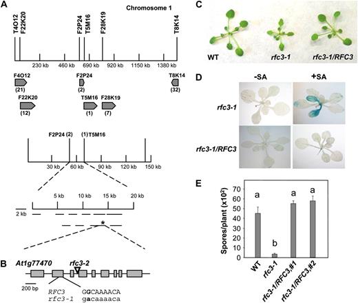 Map-based cloning of rfc3-1. A, Map of the rfc3-1 locus on chromosome 1. Positions of the markers used for mapping are indicated. The two final flanking markers were F2P24 and T5M16. The rfc3-1 mutation is marked with an asterisk. B, Gene structure of RFC3. Exons are indicated with boxes, and introns are represented by lines. The region where the G-to-A mutation occurs in rfc3-1 is shown in detail. C, Morphology of the wild type (WT), rfc3-1, and rfc3-1 transformed with a genomic clone of RFC3 driven by its native promoter. Plants were grown on soil for 4 weeks before the photograph was taken. D, pBGL2-GUS reporter gene expression in rfc3-1 and rfc3-1 transformed with a genomic clone of RFC3 driven by its native promoter. Two-week-old seedlings grown on MS with or without 10 μm SA were stained for GUS activity as described previously (Bowling et al., 1994). E, Growth of H. a. Noco2 on the wild type, rfc3-1, and two independent transgenic rfc3-1 lines carrying genomic RFC3 driven by its native promoter. The experiment was carried out as described in Figure 1E. Statistical differences among the samples are labeled with different letters (P < 0.01, ANOVA). The experiment was repeated at least three times with similar results.