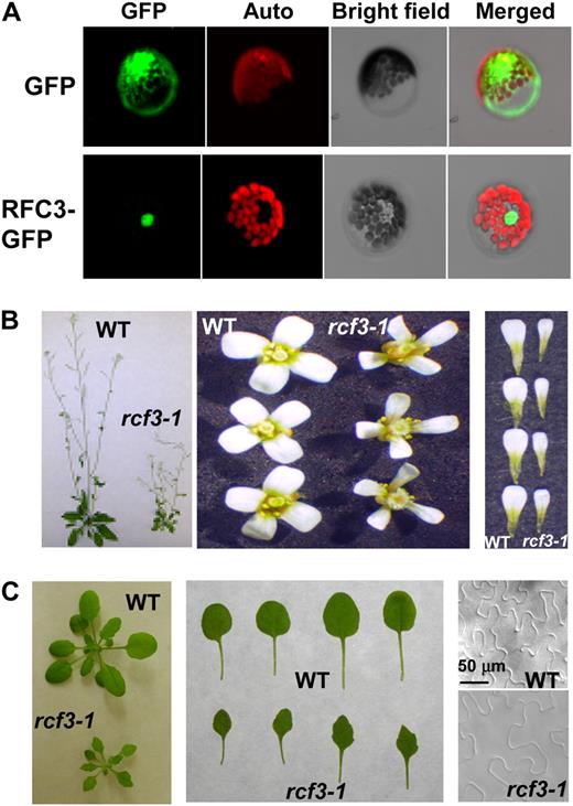 Functional analysis of Arabidopsis RFC3. A, Localization of RFC3-GFP. Arabidopsis mesophyll protoplasts expressing the pG229-RFC3-GFP fusion proteins were examined by confocal microscopy, and the image shown was taken from a representative protoplast. The red fluorescence reflects chlorophyll autofluorescence. The nucleus is obvious from the bright-field image of the protoplast. pG229-GFP alone was used as a control. The experiment was repeated once with similar results. B, Morphology of mature plants, representative flowers, and petals of the wild type (WT) and rfc3-1. C, Morphology of young seedlings and leaves of the wild type and rfc3-1. The first to fourth true leaves of 20-d-old seedling were used to measure the epidermal cells with a microscope. The scale bar is the same for both images.