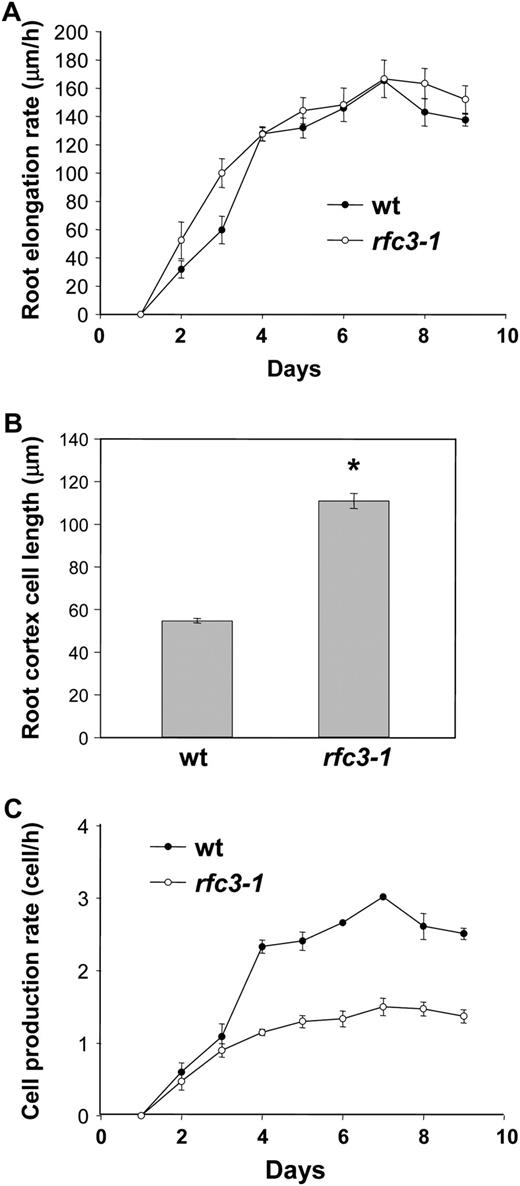 Root growth and cell production in the wild type (wt) and the rfc3-1 mutant. A, Root elongation rate in wild-type and rfc3-1 seedlings. The values presented are averages of 30 replicates ± sd. Statistical analyses of root elongation rates of rfc3-1 compared with Col on each date revealed no statistically significant difference (P > 0.05, t test). B, Root cortex cell length in the root hair zone of wild-type and rfc3-1 plants. The values presented are averages of 50 replicates ± sd. The root cortex cell length of rfc3-1 is significantly longer than that of the Col wild type (P < 0.01, t test). C, Cell production rate (root elongation rate/root cortex cell length) of wild-type and rfc3-1 plants. Statistical analyses of cell production rates of rfc3-1 compared with Col on each date revealed statistically significant differences except for values at days 1, 2, and 3 (P < 0.01, t test).