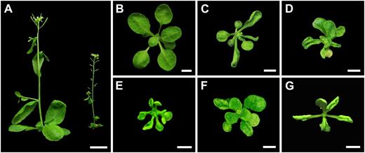 Pro35S:SPL/NZZ plants are abnormal in development. A, Compared with the wild type (left), the Pro35S:SPL/NZZ transgenic plant (right) had shorter stature and reduced fertility. B, Wild-type seedling. C to E, Pro35S:SPL/NZZ seedlings showing variabilities in their up-curled rosette leaves. F, Pro35S:SPL/NZZ-GR seedling exhibiting wrinkled and up-curled rosette leaves after treatment with DEX. G, Pro35S:AG seedling displaying up-curled rosette leaves. Bars = 1 cm (A) and 0.5 cm (B–G).