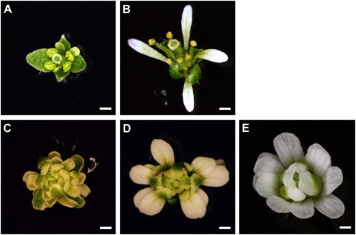 The petal phenotype caused by Pro35S:SPL/NZZ may require a functional AG. A, A Pro35S:SPL/NZZ young flower showing unclosed sepals and small petals. B, A Pro35S:SPL/NZZ flower showing four narrow petals. C, An ag-1 Pro35S:SPL/NZZ young flower. D, An ag-1 Pro35S:SPL/NZZ flower showing normal petals in the second whorl. E, An ag-1 flower. Bars = 0.5 mm.