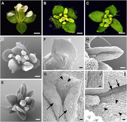 Ectopic expression of SPL/NZZ promoted stamen identity in the second floral whorl of the ap2-1 mutant. A, An ap2-1 flower showing leaf-like organs in whorl 1 and petals in whorl 2. B, An ap2-1 Pro35S:SPL/NZZ flower exhibiting narrow and up-curled petal-like organs in whorl 2. C, An ap2-1 Pro35S:SPL/NZZ flower showing all stamens in whorls two and three. D, SEM image showing a Pro35S:SPL/NZZ flower. E, SEM image exhibiting an ap2-1 Pro35S:SPL/NZZ flower with up-curled stamen-like organs in whorl 2. F and G, SEM images showing a stamen-like organ (F) as well as filament-like (arrows) and anther-like (arrowheads) epidermal cells (G; high-magnification view of F) in an ap2-1 Pro35S:SPL/NZZ flower. H and I, SEM images displaying an up-curled stamen-like organ (H) as well as filament-like (arrows) and anther-like (arrowheads) epidermal cells (I; high-magnification view of H) in an ap2-1 Pro35S:SPL/NZZ flower. J, SEM image exhibiting wild-type filament cells. Bars = 0.5 mm (A–D), 100 μm (E), 50 μm (F and H), and 10 μm (G, I, and J).
