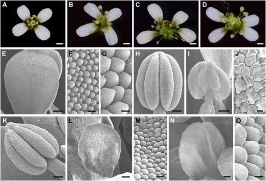 Loss-of-function analysis suggested that SPL/NZZ was involved in regulating stamen identity. A, A wild-type flower showing petals in whorl 2 and stamens in whorl 3. B, An spl flower exhibiting normal petals in whorl 2 and sterile stamens (no pollen released) in whorl 3. C, An ag-4 flower showing normal petals in whorl 2 and normal stamens in whorl 3. D, An splag-4 double mutant flower displaying normal petals in whorl 2 and stamens resembling those of spl inward whorl 2. E, SEM image exhibiting a wild-type petal. F and G, Low-magnification (F) and high-magnification (G) views of wild-type petal epidermal cells showing uniform size and cone shape. H, A wild-type anther. I, An spl anther showing flattened shape and undeveloped lobes. J, High-magnification view of epidermal cells of the spl anther, which are the same as wild-type anther epidermal cells (Fig. 2D). K, An ag-4 anther is similar to the wild-type anther. L, An splag-4 double mutant petal-like (petaloid) organ from whorl 3 showing no developed anther lobes. M, High-magnification view of epidermal cells of the organ shown in L showing the resemblance to wild-type petal epidermal cells in F. N, An splag-4 double mutant petal-like organ from whorl 3. O, High-magnification view of epidermal cells of the organ shown in N, which is similar to wild-type petal epidermal cells in G. Bars = 0.5 mm (A–D), 200 μm (E), 50 μm (L and N), 20 μm (H, I, and K), 10 μm (F and M), and 5 μm (G, J, and O).